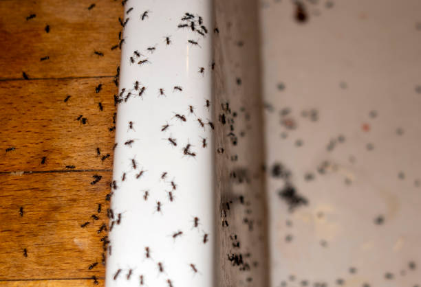 Best Residential Pest Control  in Cedar Rapids, IA