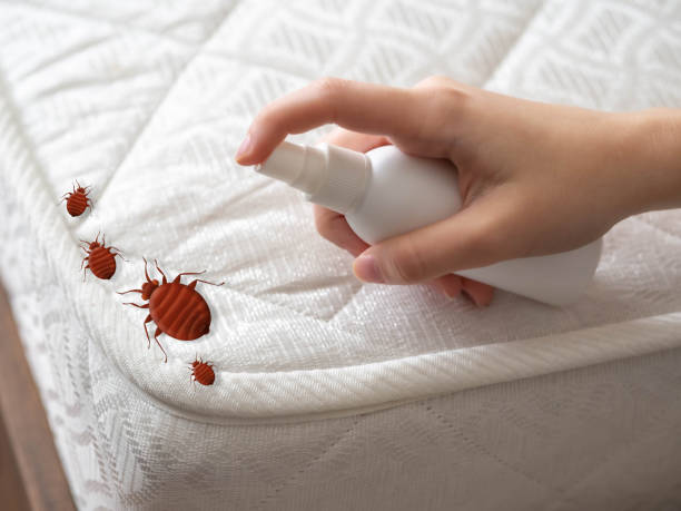 Best Emergency Pest Control  in Cedar Rapids, IA